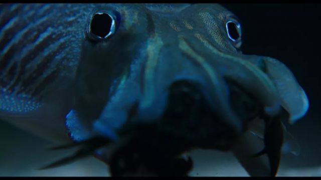 菲利普·帕雷诺