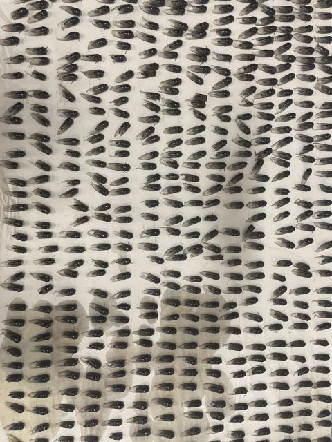 丛生与共振——四川美术学院青年艺术家驻留计划2019-2020终期汇报展