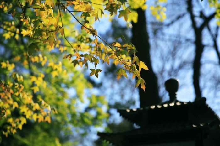 让清明节真正“清明”起来 