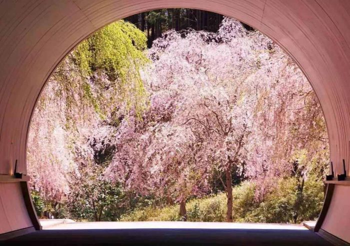 馆前隧道樱花