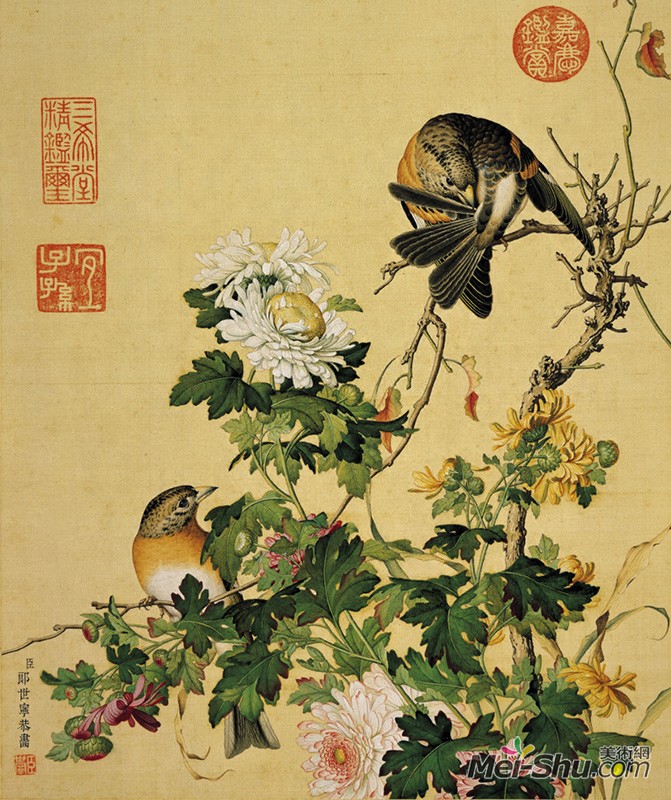 郎世宁《仙萼长春图册-菊花》