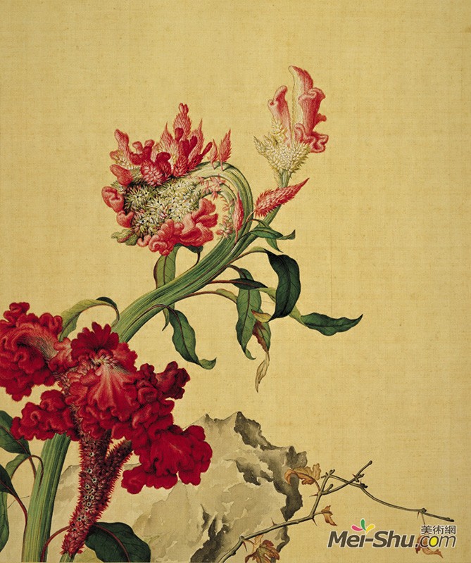 郎世宁《仙萼长春图册-鸡冠花》