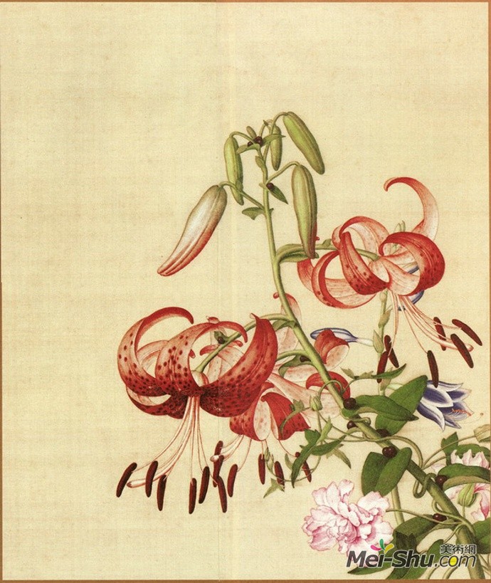 郎世宁《仙萼长春图册-百合纏枝牡丹》