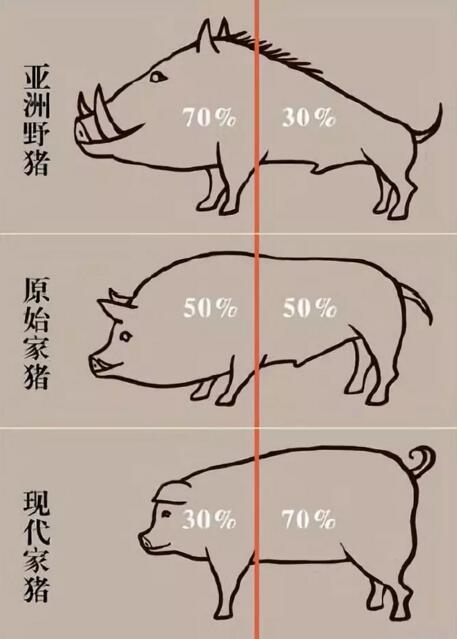 ▲野猪到家猪身体比例变化图