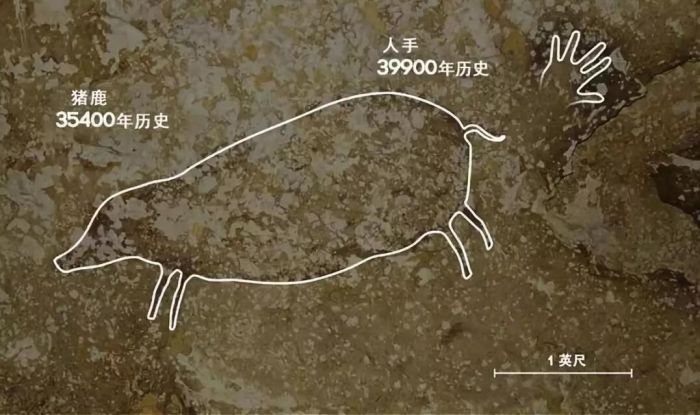 藏在博物馆里的猪