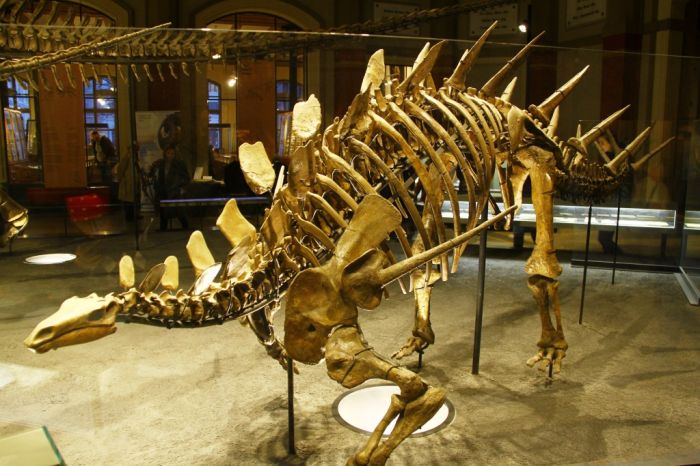 Dinosaurs of Tendaguru nowadays occupy the central hall of National History Museum in Berlin
