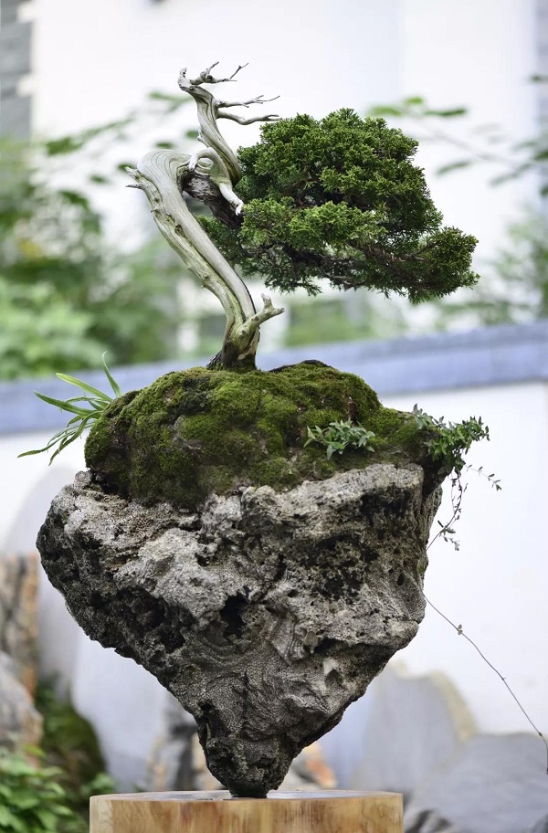 赵抱月作品