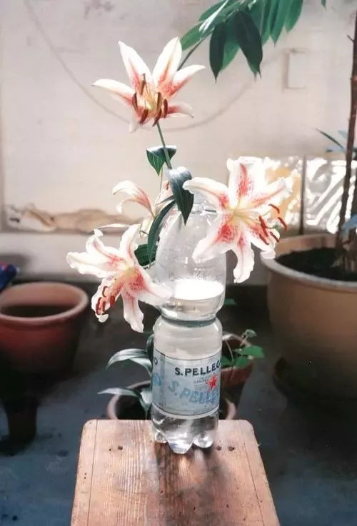 花的艺术——徘徊在前卫和庸俗之间