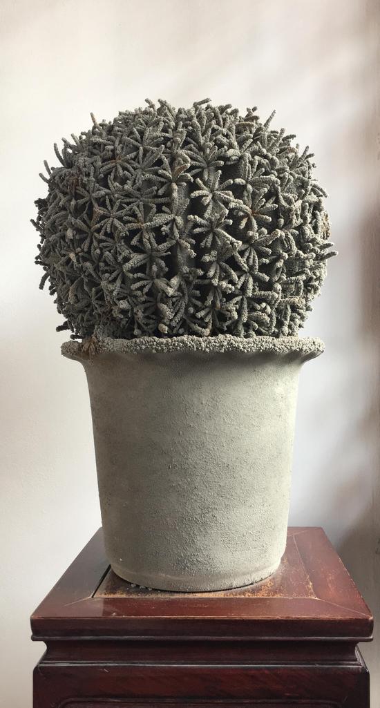 庞海龙《 still·life 一7》70cmX40cm，灰尘、植物 2018