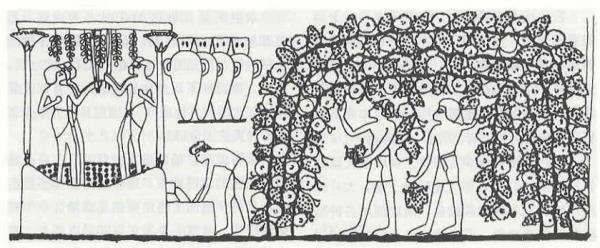 古埃及壁画 约公元前1400年 葡萄酒的生产展示