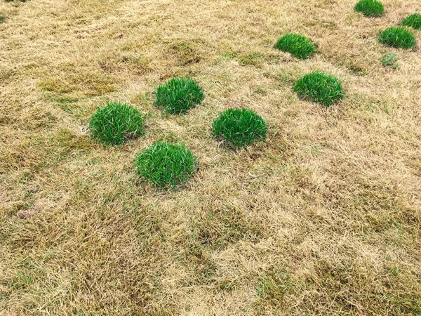 一次诗歌复制 (局部）