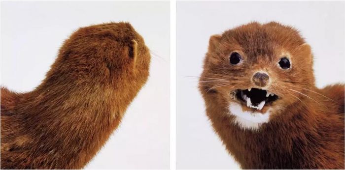 ▲罗妮·霍恩，《无题（貂）》（Untitled, Mink），2002，有色印刷照片 聚酯，每部分 76.2 x 76.2 厘米。©?罗妮·霍恩，图片：艺术家、豪瑟沃斯