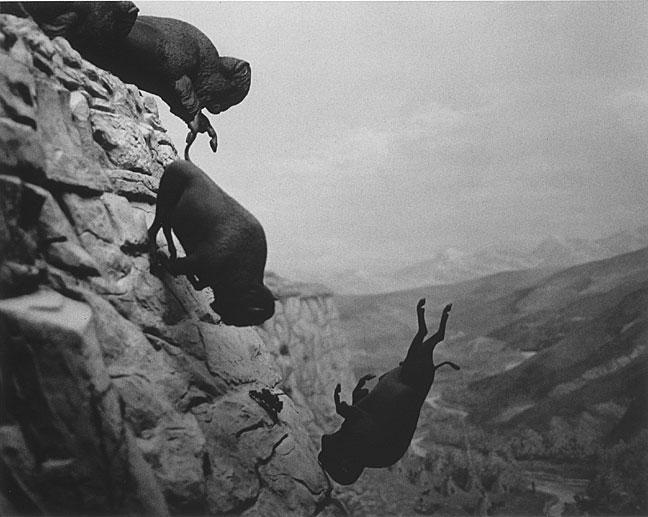 Untitled (Buffalo), 1988-89