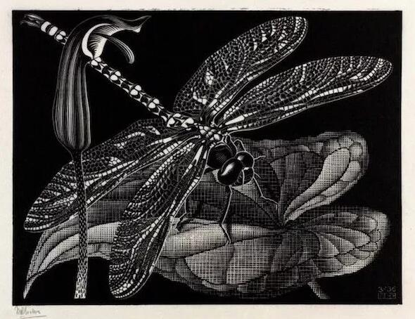 M.C.埃舍尔，蜻蜓，1936年3月，木口木刻版画