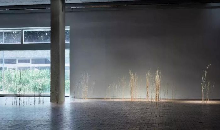萨拉·哈克，《移：植》（Sara Haq, Trans:plant），芦苇，2018，