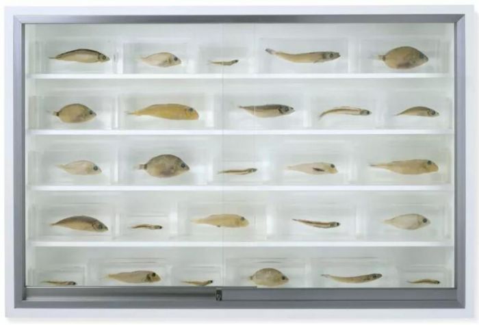 达米恩·赫斯特（1965生）《巴多罗买》，61.1 x 91.5 x 16.5 cm.，2006作。估价：250,000-350,000英镑。将于3月14日在佳士得伦敦乔治·迈克尔艺术珍藏晚间拍卖呈献